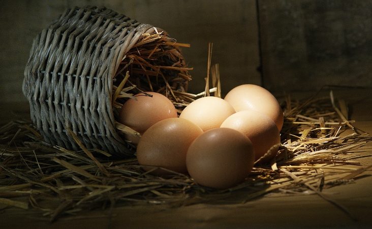 Huevos Frescos y de Calidad al Alcance de Tod