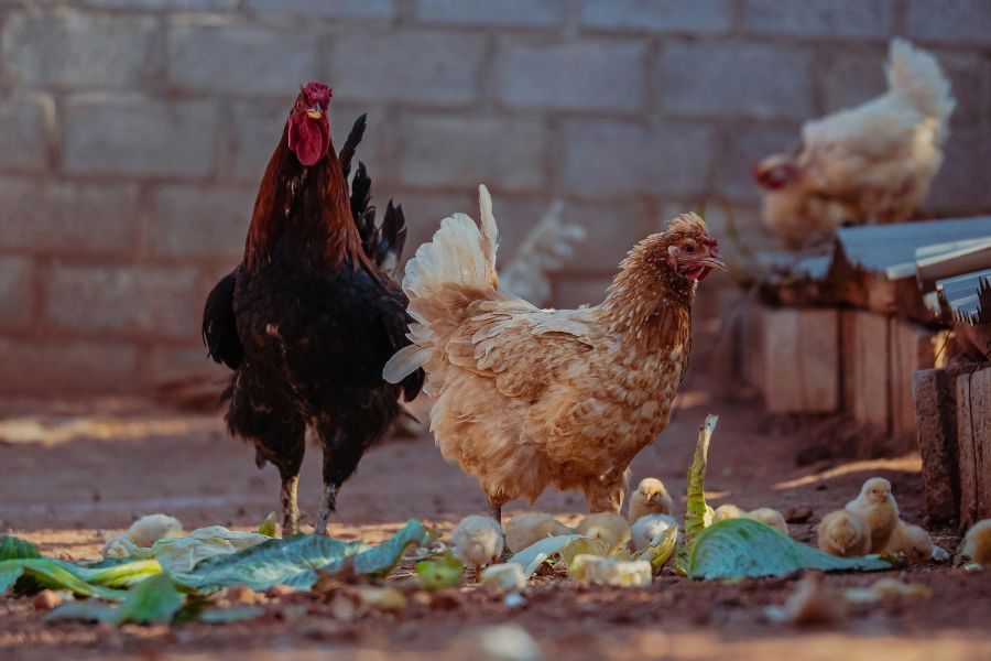 influencia de la alimentación de las gallinas